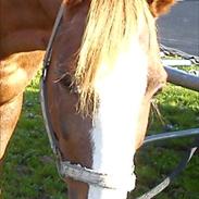 DSP Birkely's Mester (Solgt)