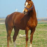 Arabisk fuldblod (OX) Bashir (Solgt)