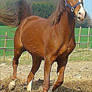 Arabisk fuldblod (OX) Bashir (Solgt)