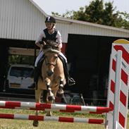 Fjordhest Anna (feline) *x-part.