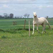 Palomino Sepstrups Groovy Day