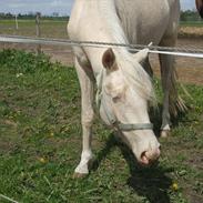 Palomino Sepstrups Groovy Day