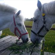 Anden særlig race filur