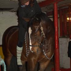 Anden særlig race Macho