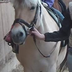 Fjordhest | Fila † |