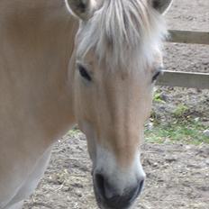 Fjordhest Sanne Nødager -Gl. Part-