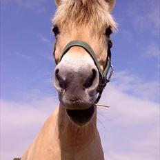 Anden særlig race Ronja