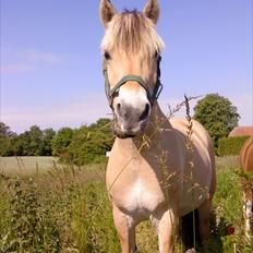 Anden særlig race Ronja