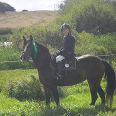 Anden særlig race felixårds chanta