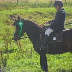 Anden særlig race felixårds chanta