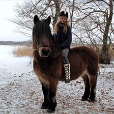 Nordsvensk Skovhest Lukas