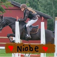 New Forest Niobe Hippios