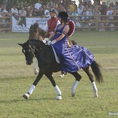 New Forest Niobe Hippios