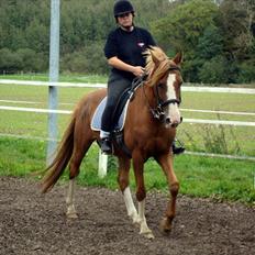 DSP Tai Tipi tilbage leveret