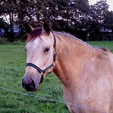 Irsk Sportspony Maam Boy<3