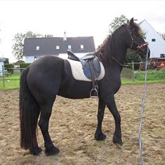 Frieser Zindy Stb.