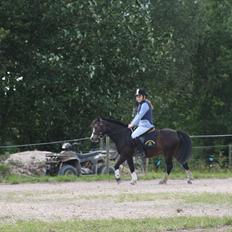 Anden særlig race Impuls Langebæk 