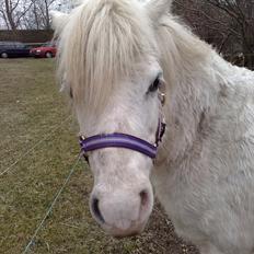 Welsh Mountain (sec A) Freja... R.I.P.