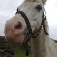 Welsh Mountain (sec A) Freja... R.I.P.