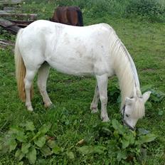 Welsh Mountain (sec A) Freja... R.I.P.