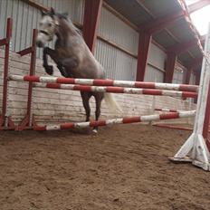 Connemara Haahr´s w´Air 