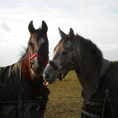 Connemara Haahr´s w´Air 