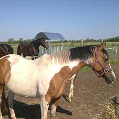 Anden særlig race Marry Poppins