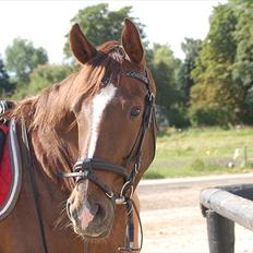 Dansk Varmblod Anubis * Himmelhest 27-5-13*