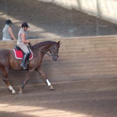 Dansk Varmblod Anubis * Himmelhest 27-5-13*