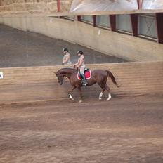 Dansk Varmblod Anubis * Himmelhest 27-5-13*