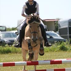 Fjordhest Anna (feline) *x-part.