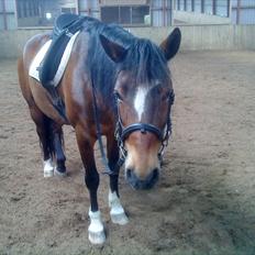 Anden særlig race Chess