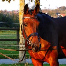 Westfaler First Lady