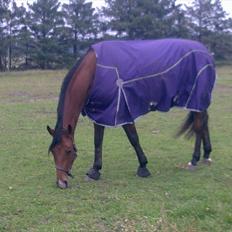 Dansk Varmblod Bakkegaardens Anemone