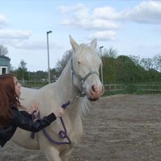 Palomino Sepstrups Groovy Day