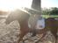 Haflinger Mai (ISendt hjem!):
