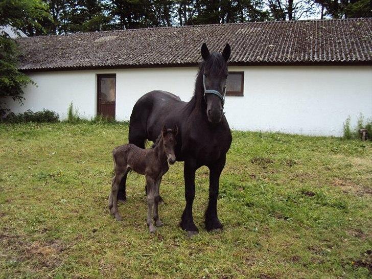 Irish Cob Crossbreed Rocky of Ryan - Roocky sammen med hans mor billede 10