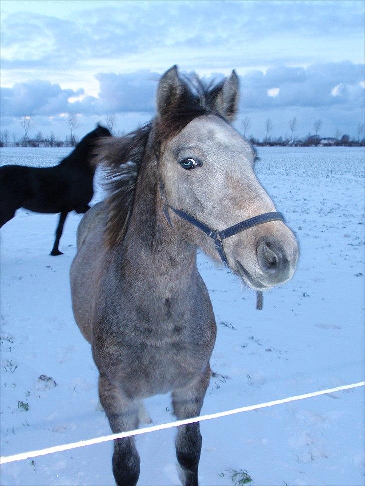 Anden særlig race Zorro - Se miig :D billede 19