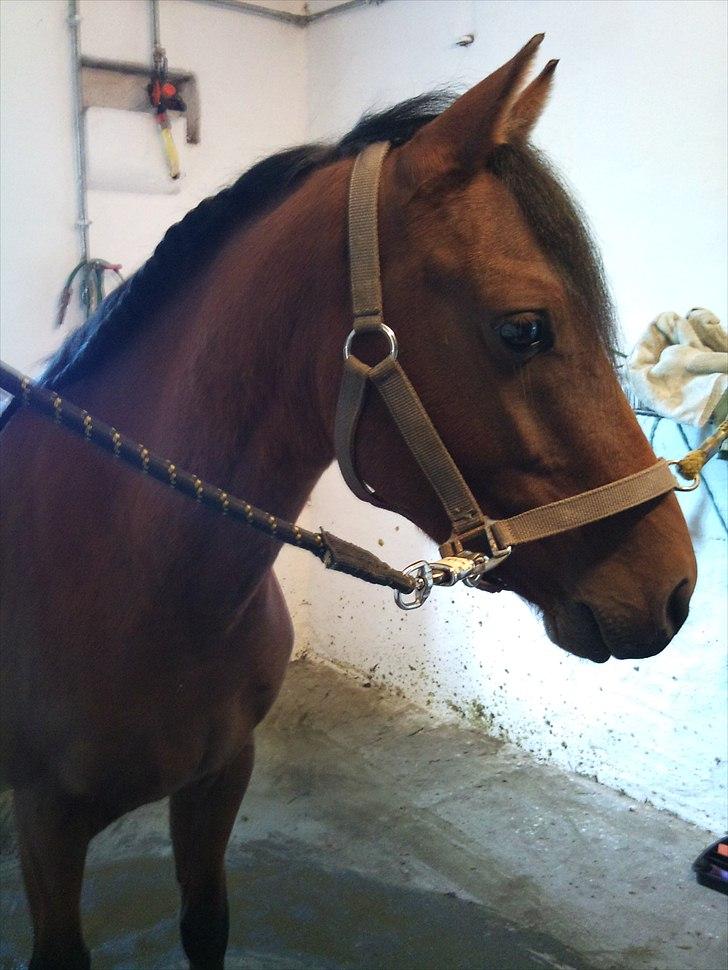 Welsh Partbred (Sec F) Dimitri billede 2