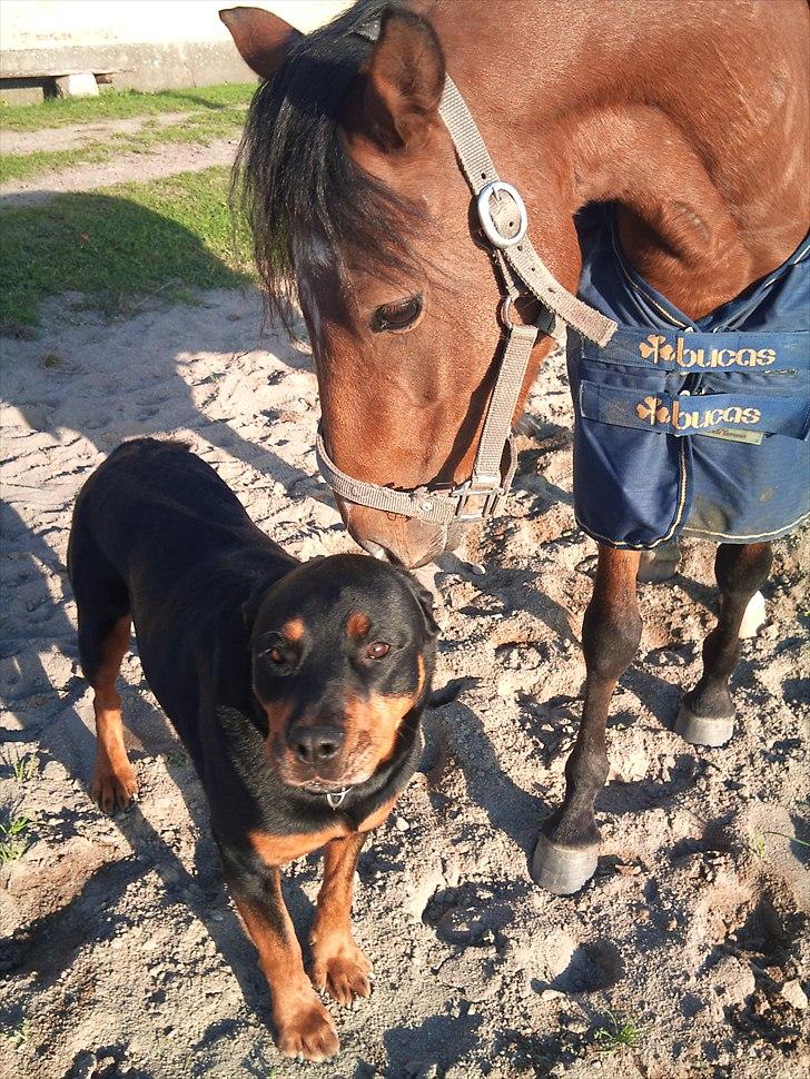 Welsh Partbred (Sec F) Dimitri - Dimiri og hans gode ven Morten billede 3