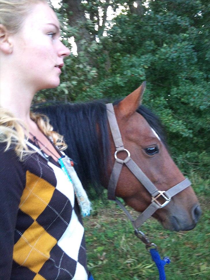 Welsh Partbred (Sec F) Dimitri - ude at gå.... dejligt.... foto:Mette billede 4