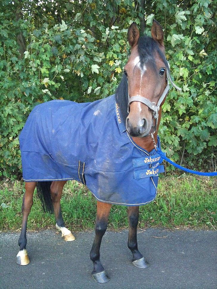 Welsh Partbred (Sec F) Dimitri billede 5