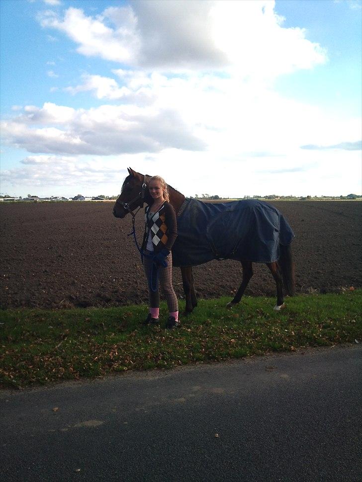 Welsh Partbred (Sec F) Dimitri - ud at gå, hvilket han ELSKER (han vil ikke med hjem igen) billede 6