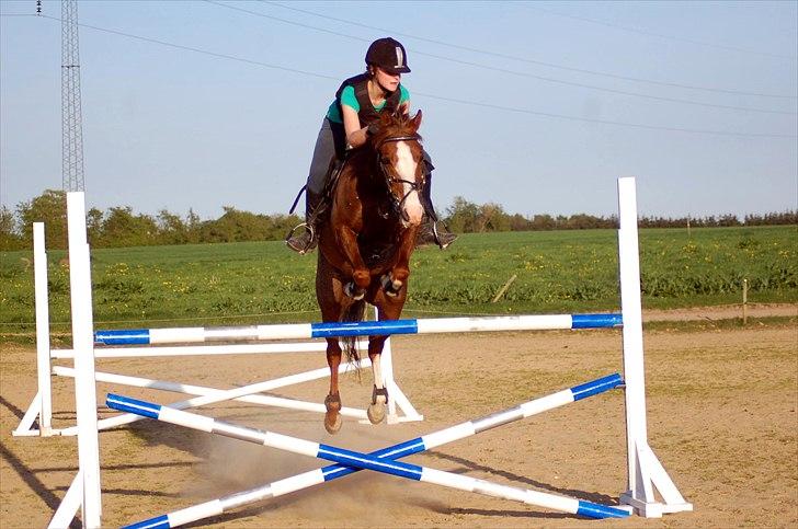 Hollandsk Sportspony Cairo - 125 hjemme på banen (: søddde pony! billede 5