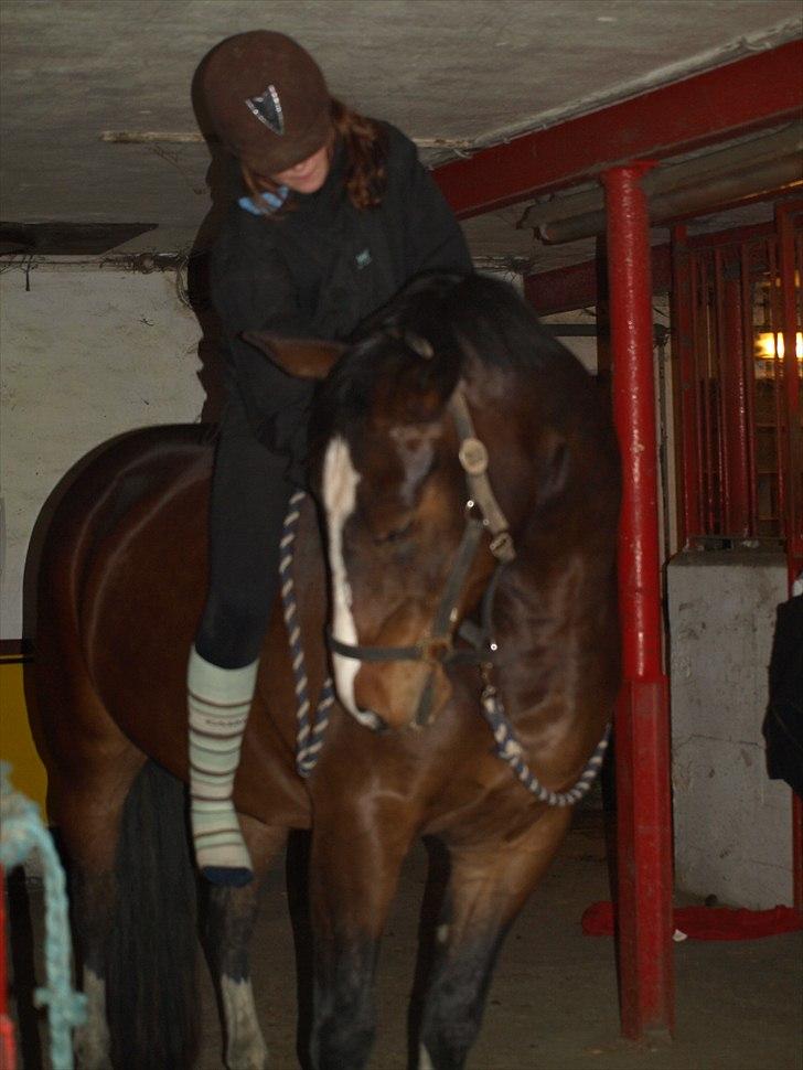 Anden særlig race Macho billede 2