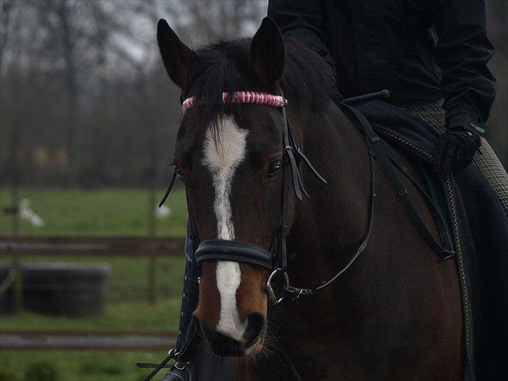 Anden særlig race Macho - .. - Stine Krag. billede 4