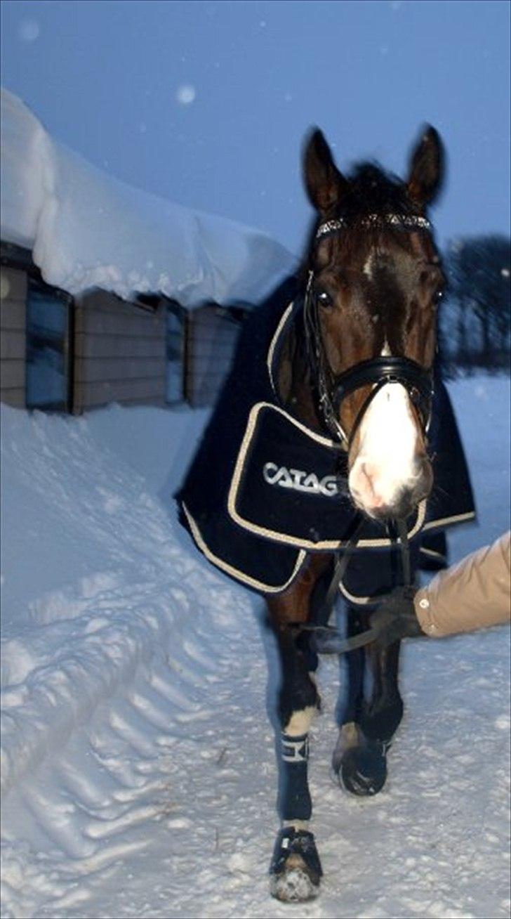 Hollandsk Varmblod Vivaldi - den første dag i nord thy .. januar 2010 billede 8