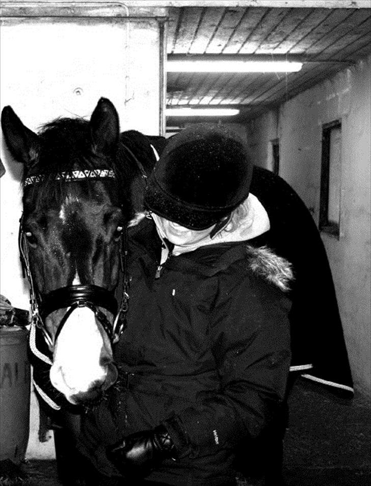 Hollandsk Varmblod Vivaldi - Første gang katrine og vivaldi skulle ud og ride i nord thy billede 9