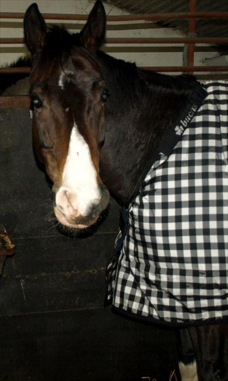 Hollandsk Varmblod Vivaldi - 4 januar 2010 Så fik vi enlig vivaldi hjem billede 10