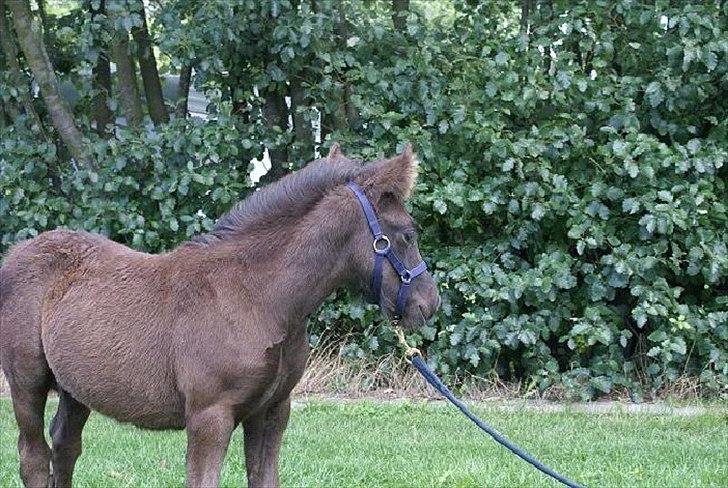Fell pony Ego Shane Lee  *SOLGT* billede 6